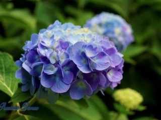 Lavender Penny Mac Hydrangea in full bloom
