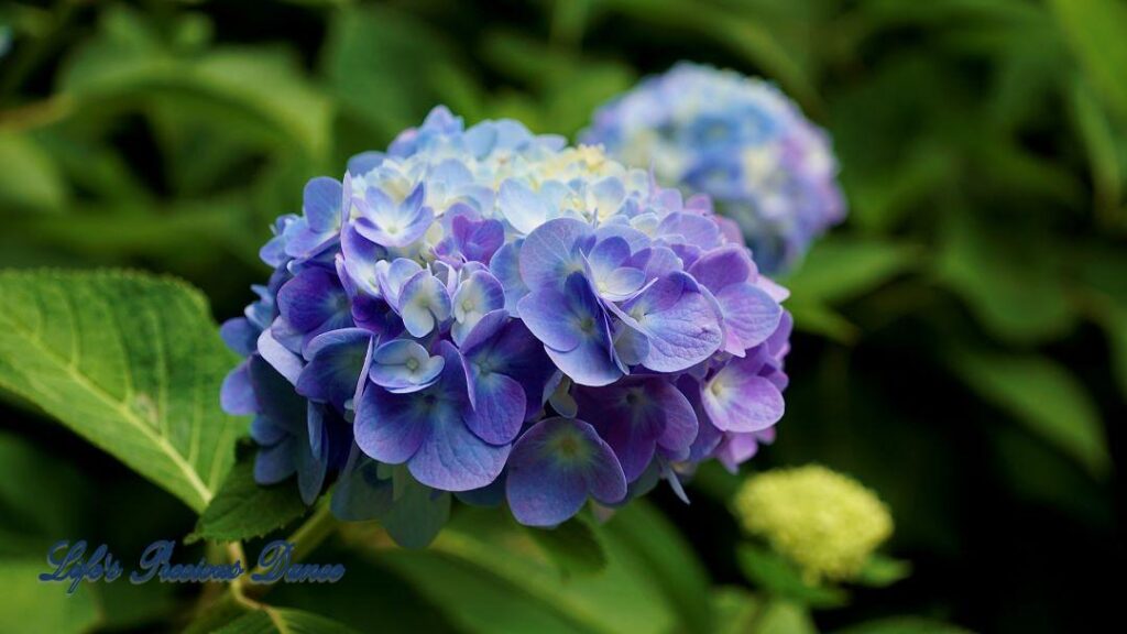 Lavender Penny Mac Hydrangea in full bloom