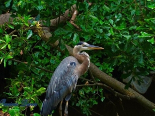 Blue heron against a green foliage background.