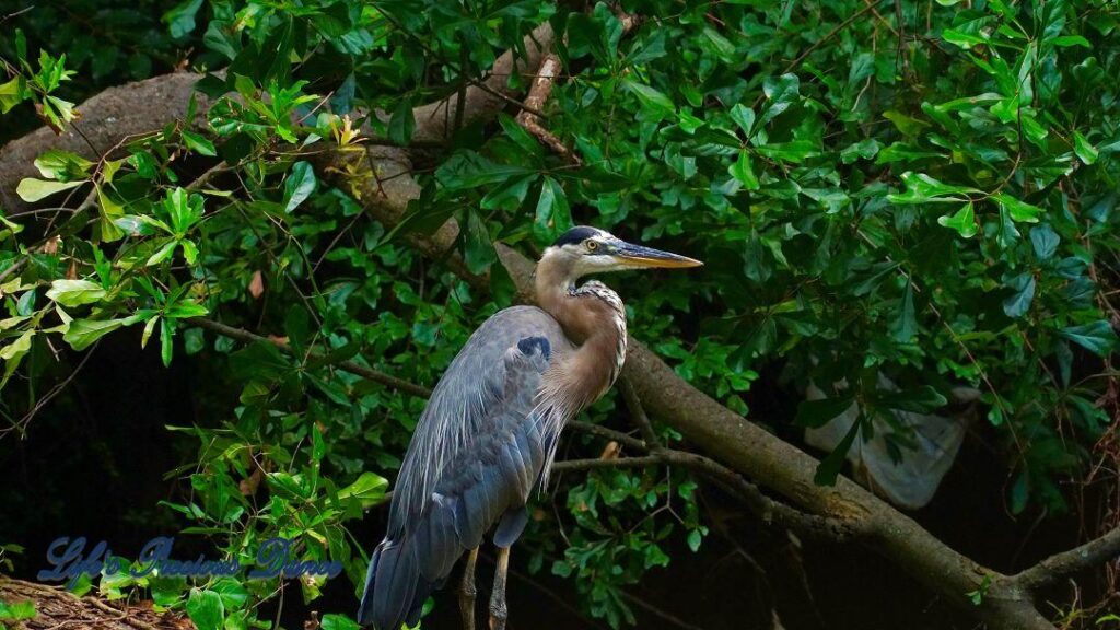 Blue heron against a green foliage background.