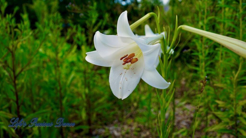 White lily in full bloom .