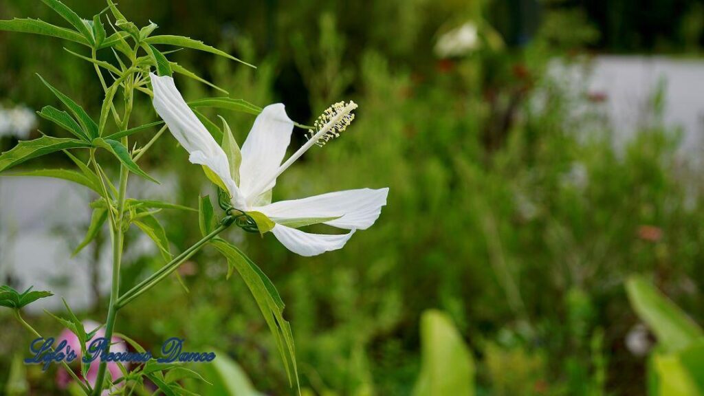 Swamp rose mallow flower in full bloom.