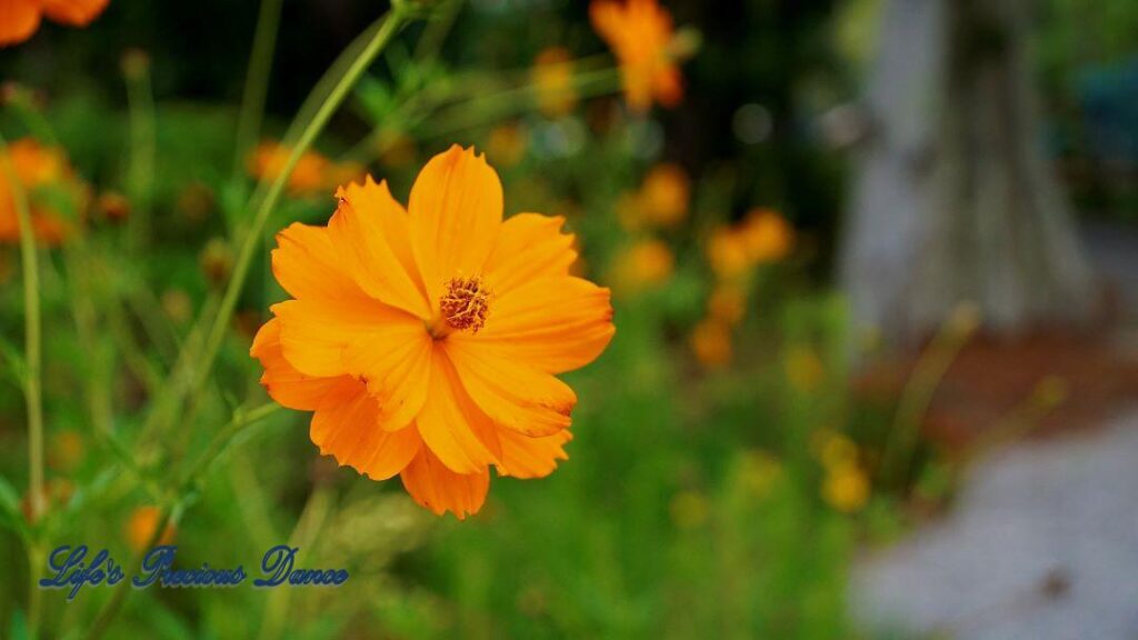 Orange sulfur cosmos flower in full bloom.