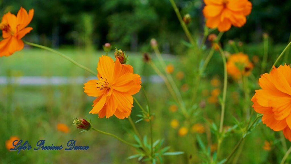 Orange sulfur cosmos flower in full bloom.