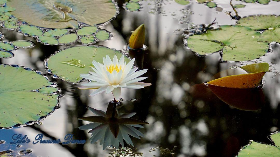 Close up of water lily reflecting in a swamp.