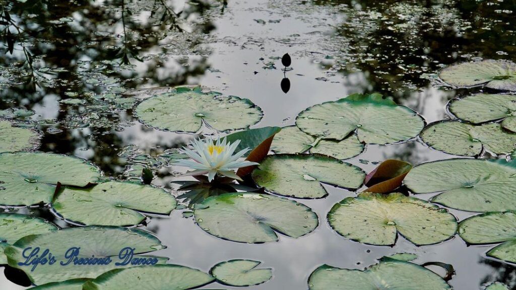 Water lily reflecting in a swamp.