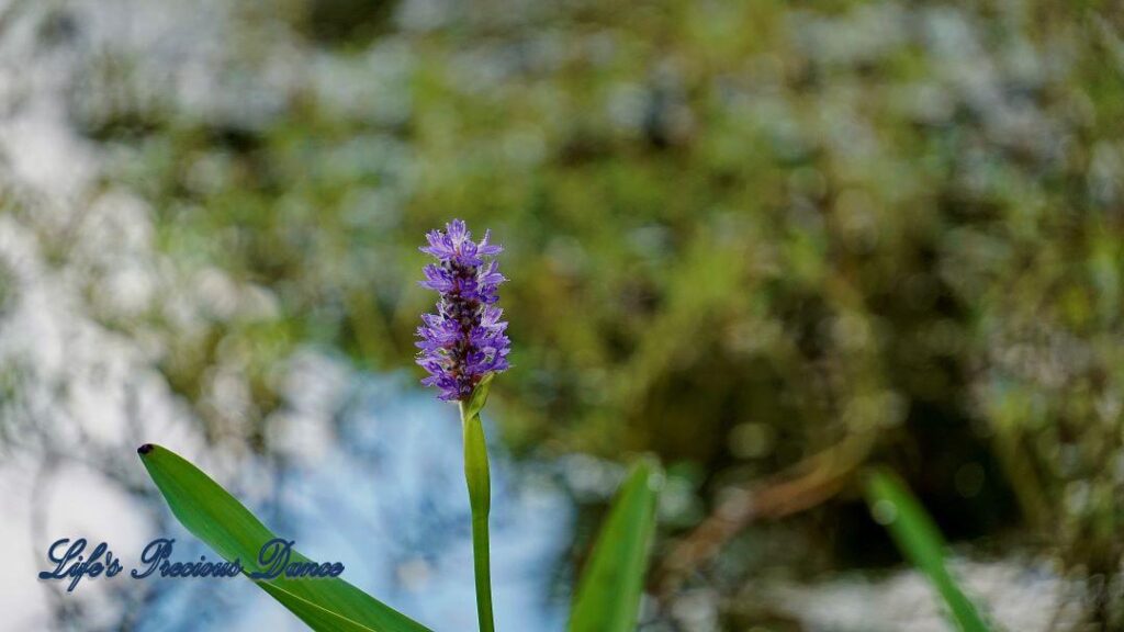 Lavender pickerelweed flower in bloom.