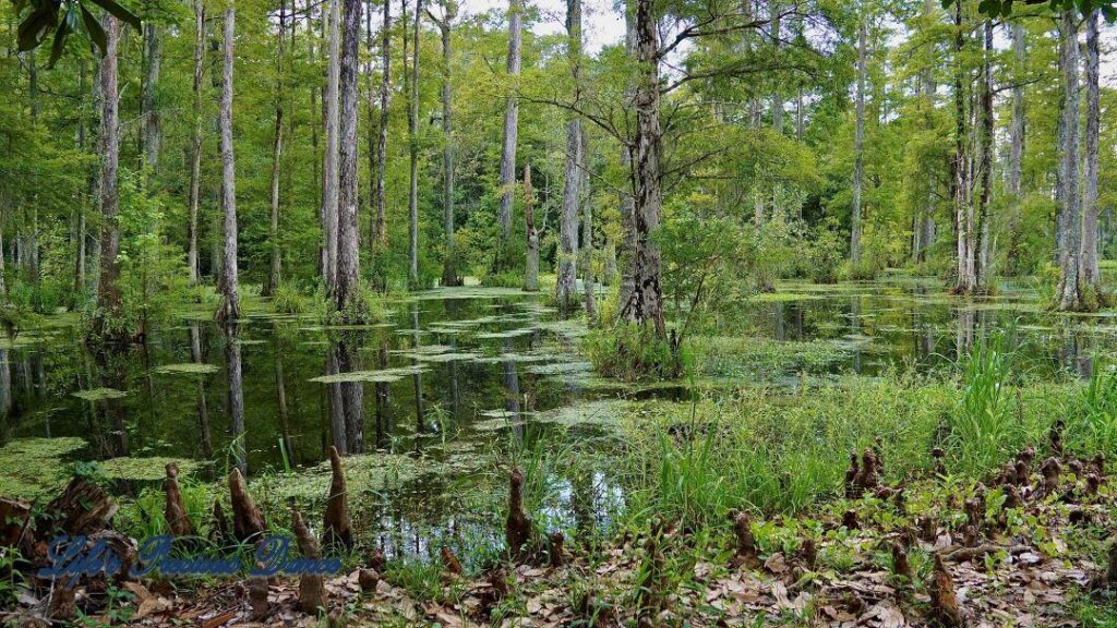 Cypress Trees reflecting in a swamp.