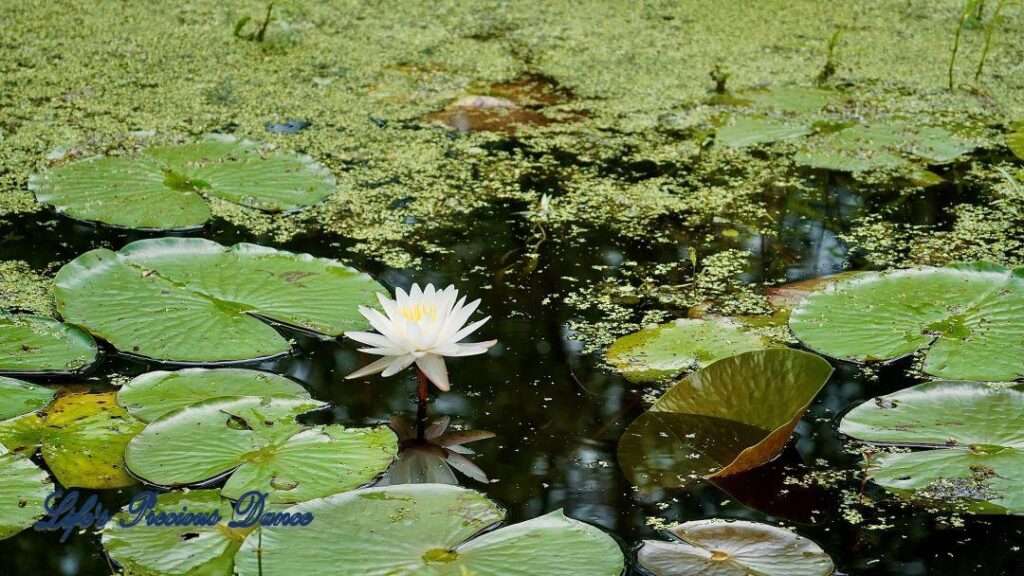 Water lily reflecting in a swamp surrounded by lily pads.