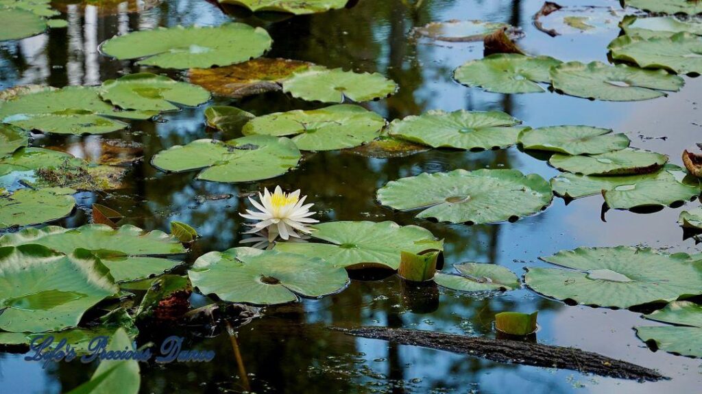 Water lily reflecting in a swamp surrounded by lily pads.