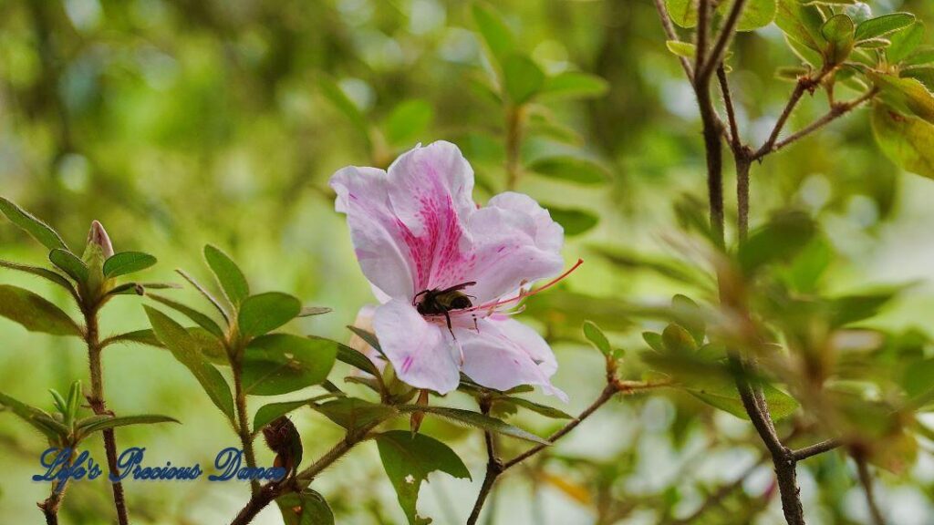 White and pink azalea with a bee in the center of flower, pollinating.