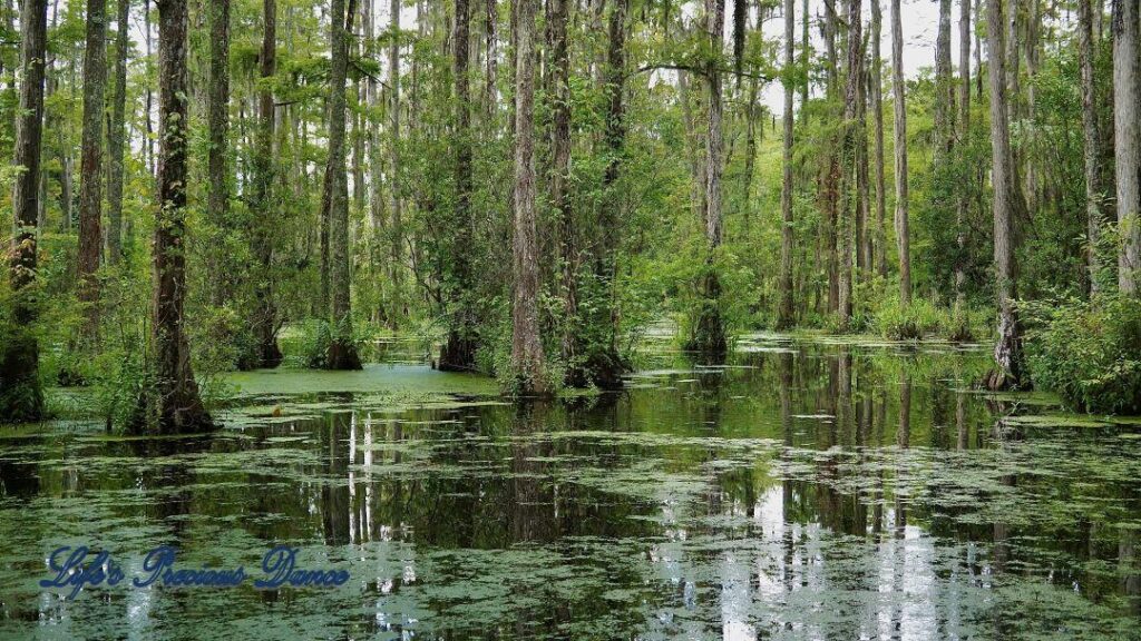 Cypress trees reflecting in an algae covered swamp.