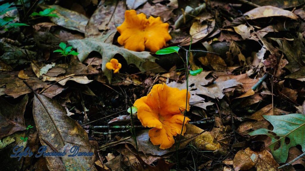 Fluorescent orange mushrooms growing on the forest floor.