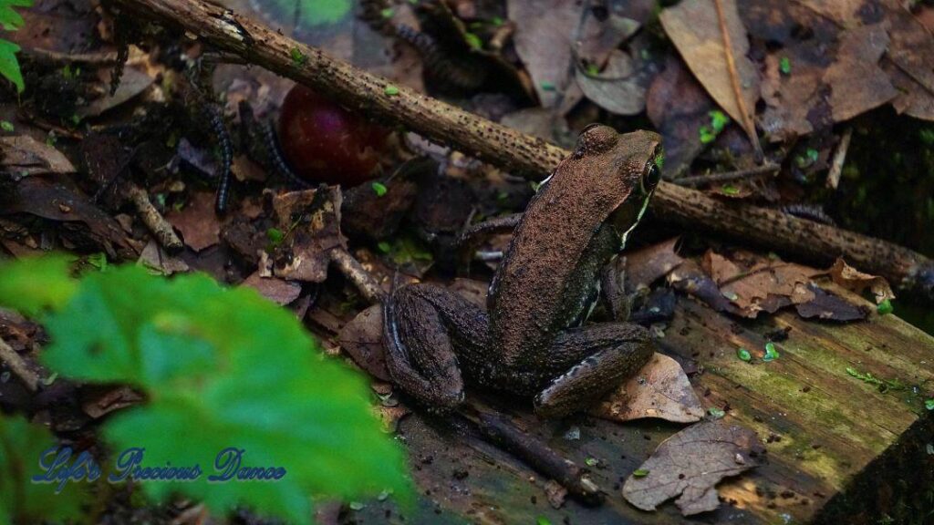 Rust colored frog on a boardwalk in the swamp