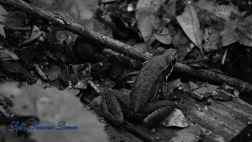 Black and white of a frog on a boardwalk in the swamp.