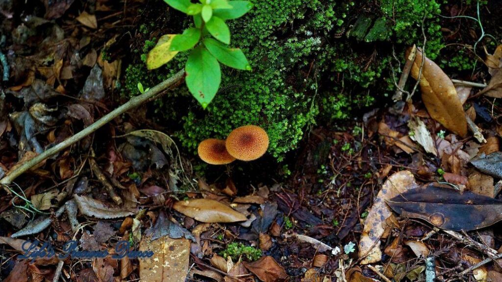 Pale spore mushrooms growing out of moss covered decaying wood.