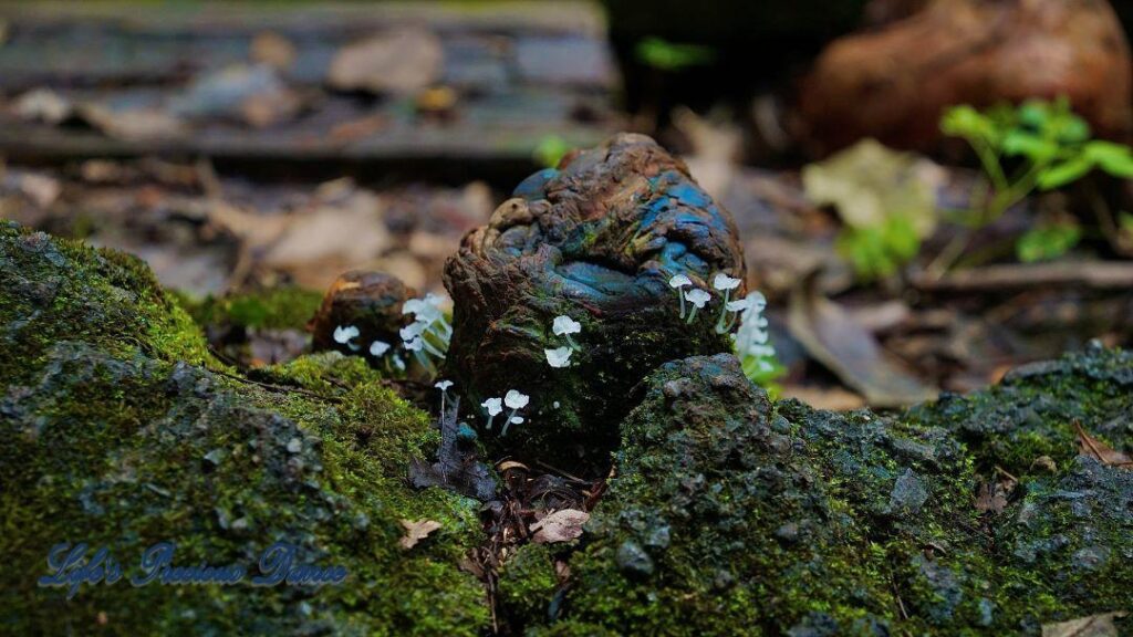 Tiny white mushrooms growing out of moss covered roots on the forest floor.