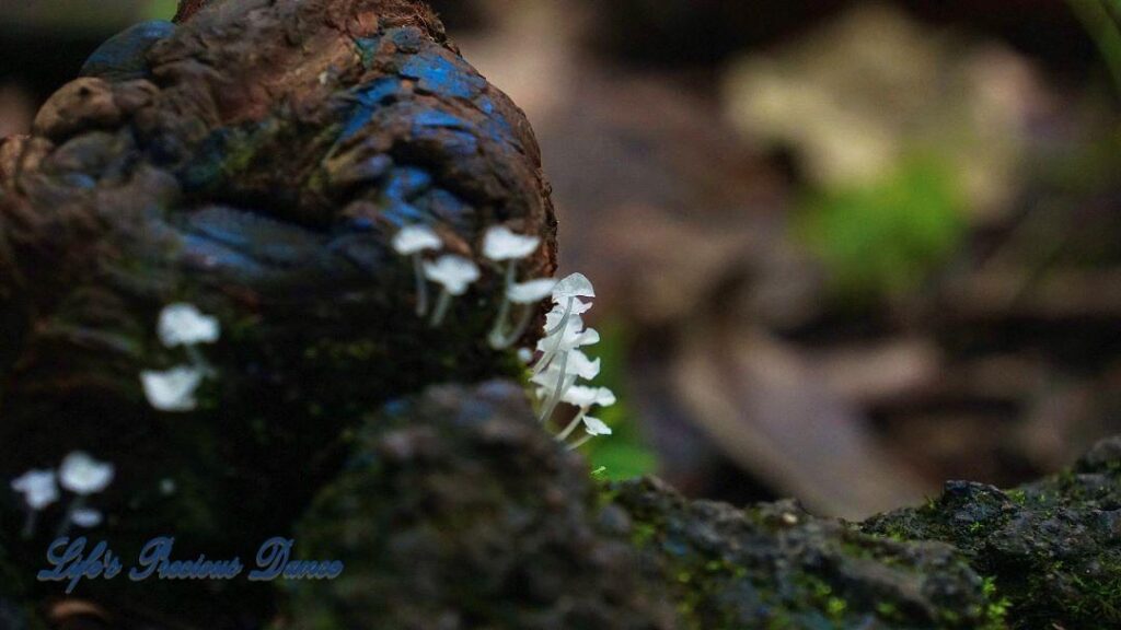 Tiny white mushrooms growing out of roots on the forest floor.