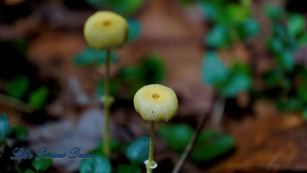 Yellowish Flowerpot parasol mushrooms growing in the forest