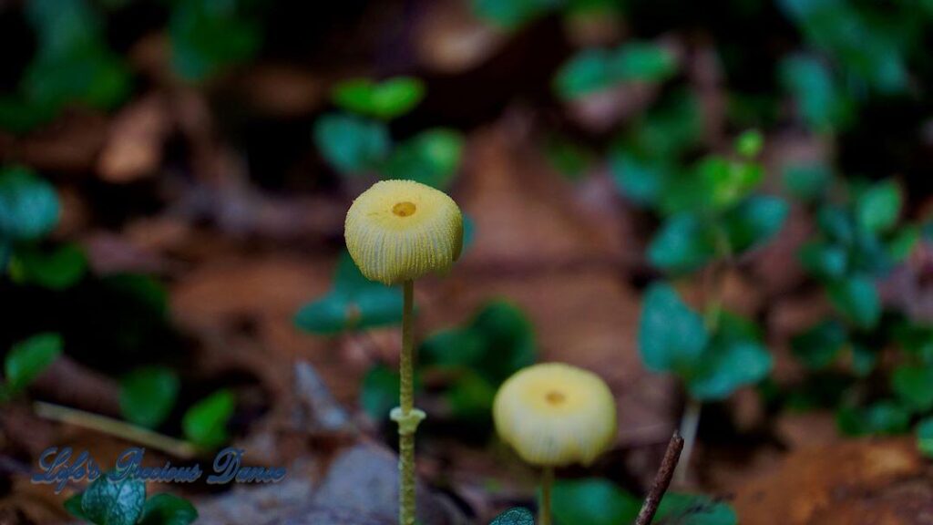 Yellowish Flowerpot parasol mushrooms growing in the forest