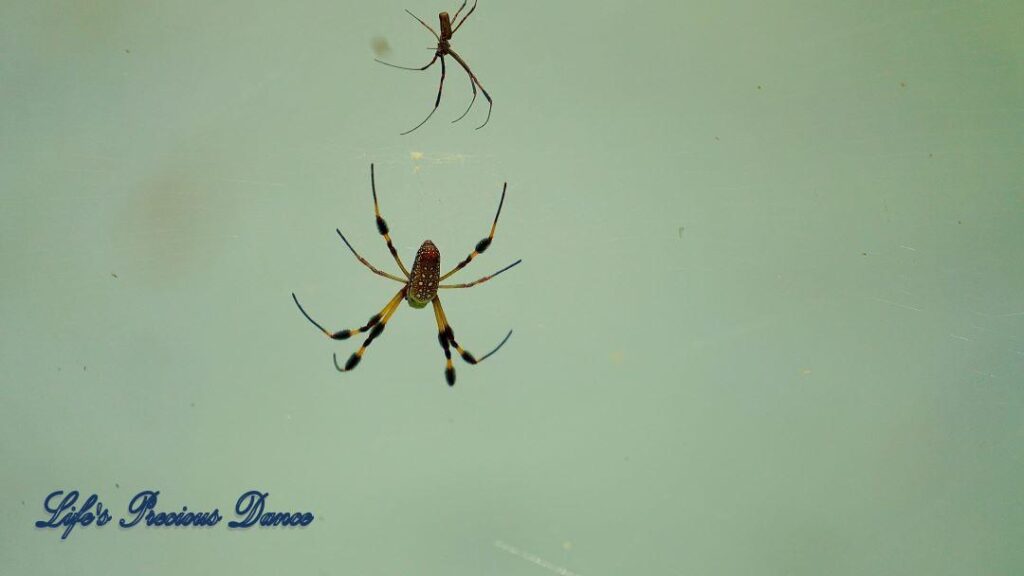 Two golden orb weaver spiders in a web.