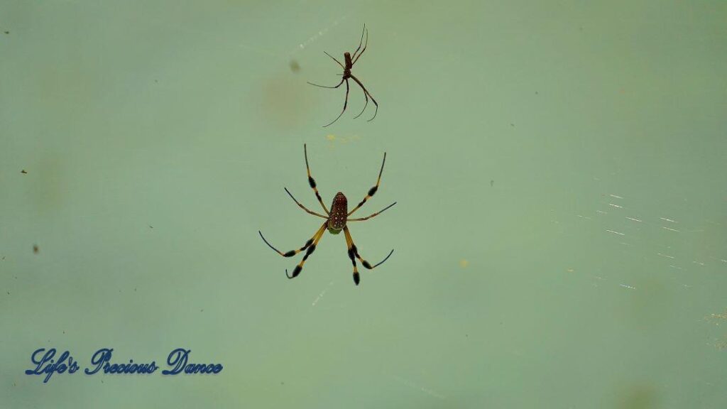 Two golden orb weaver spiders in a web.