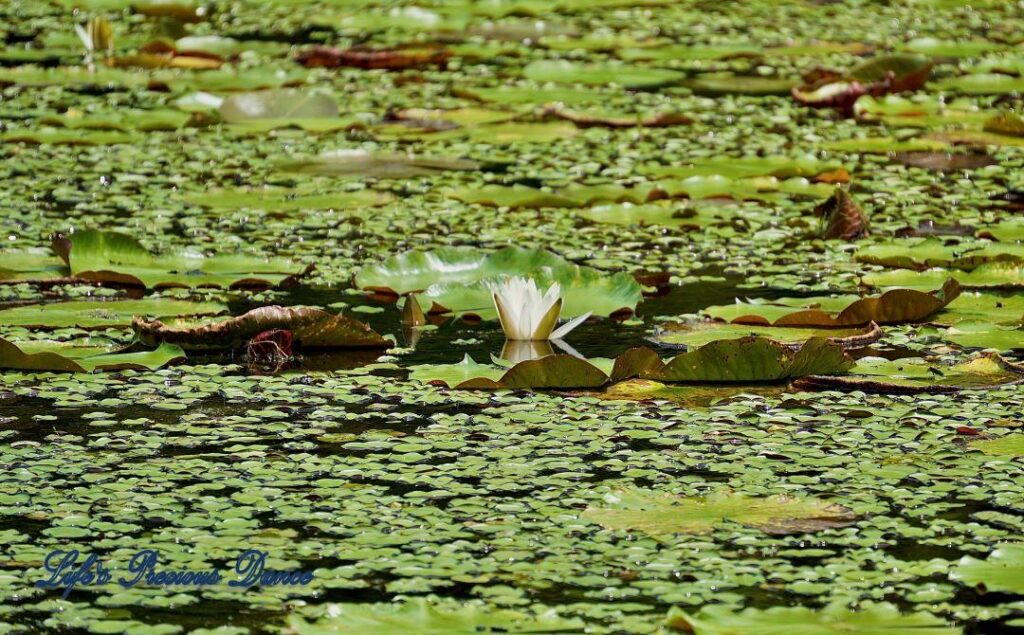 Water lily reflecting in the swamp surrounded by algae and lily pads.