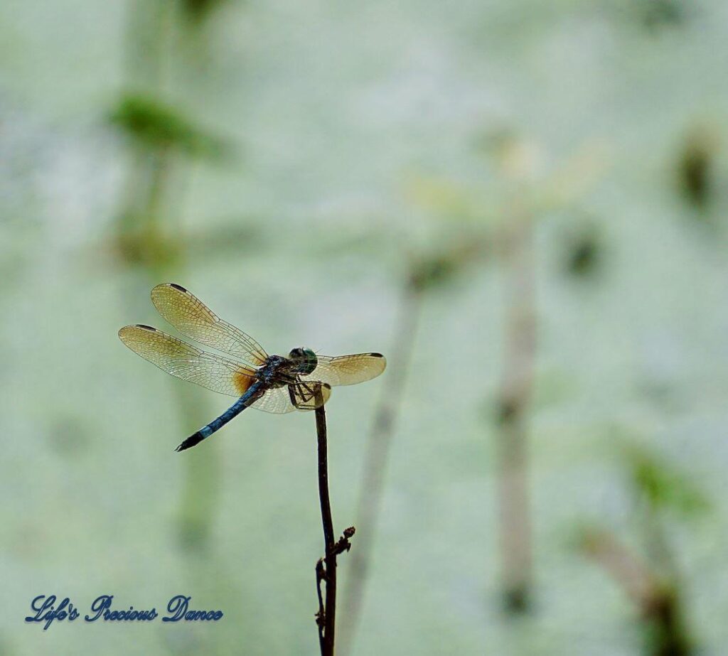 Blue dasher Dragonfly atop a stem of a plant.