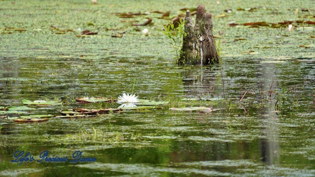 Water lily reflecting in a swamp surrounded by lily pads. Lone cypress knee in the background