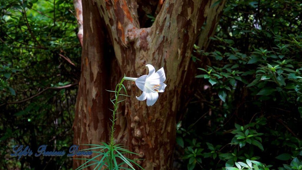 Easter lily in full bloom in front of a crepe myrtle tree,