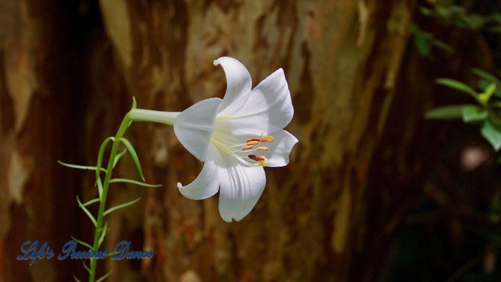 Close up of an Easter lily in full bloom