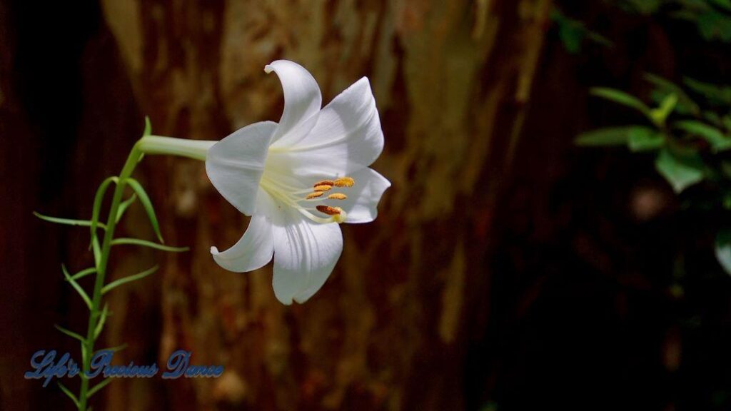 Close up of an Easter lily in full bloom