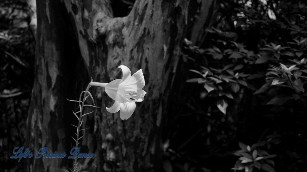 Black and white of an Easter lily