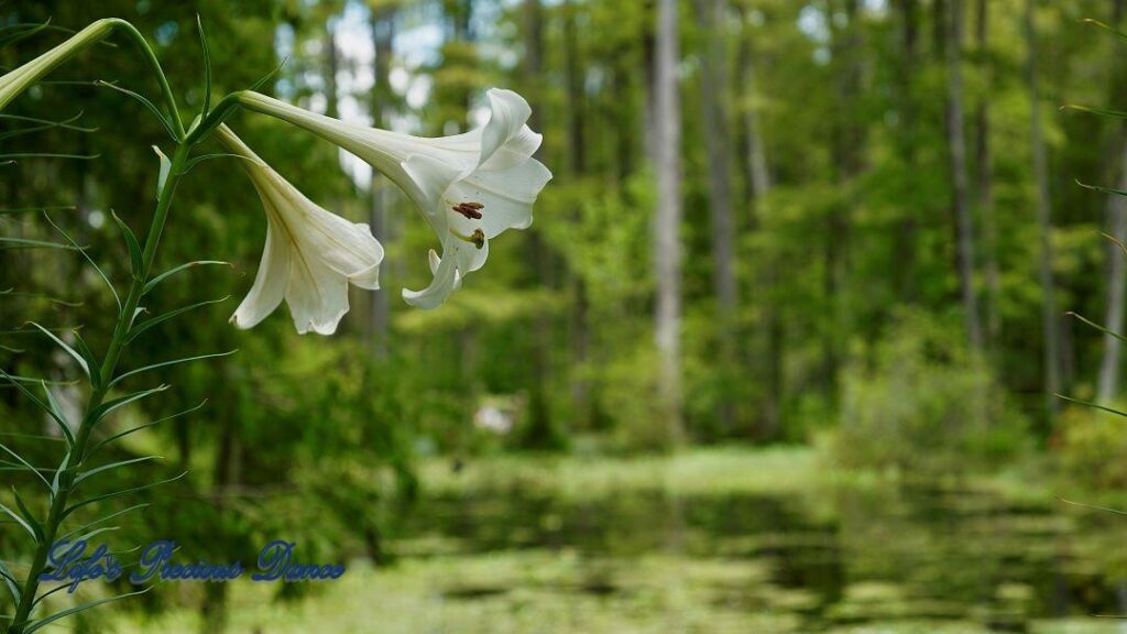 Easter lilies in full bloom in front of swamp