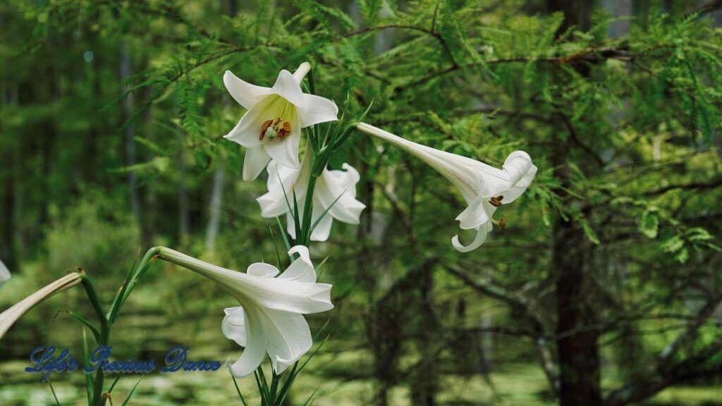 Easter lilies in full bloom in front of swamp