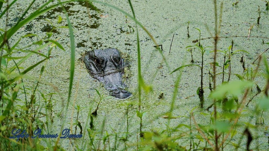 Head of an alligator protruding through an algae covered swamp.