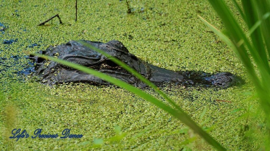 Head of an alligator protruding through an algae covered swamp.