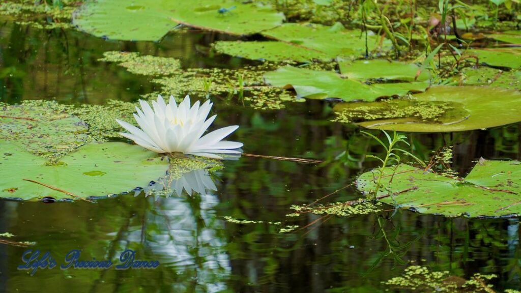 Water lily surrounded by lily pads, reflecting in the swamp.