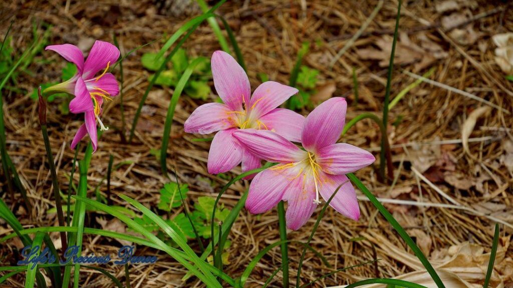 Pink rain lilies in full bloom