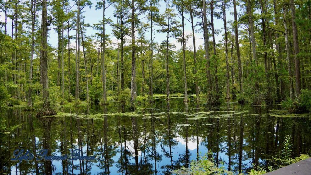 Cypress trees, clouds and blue sky reflecting in the swamp.