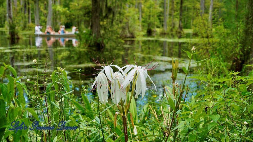 Swamp lilies growing on the bank. Kayakers and cypress trees in the background, reflecting on the water.