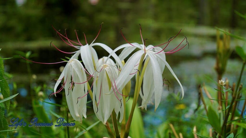 Up close of swamp lilies along the water.