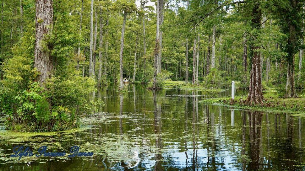 Cypress trees reflecting in the swamp. Kayakers in the background paddling between trees.