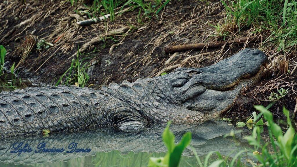 Alligator reflecting in pond with head on shore and body in water.