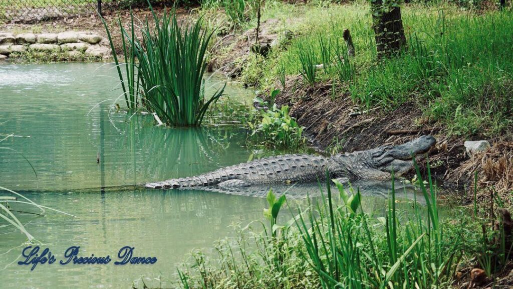 Large alligator reflecting in pond with head on shore and body in water.