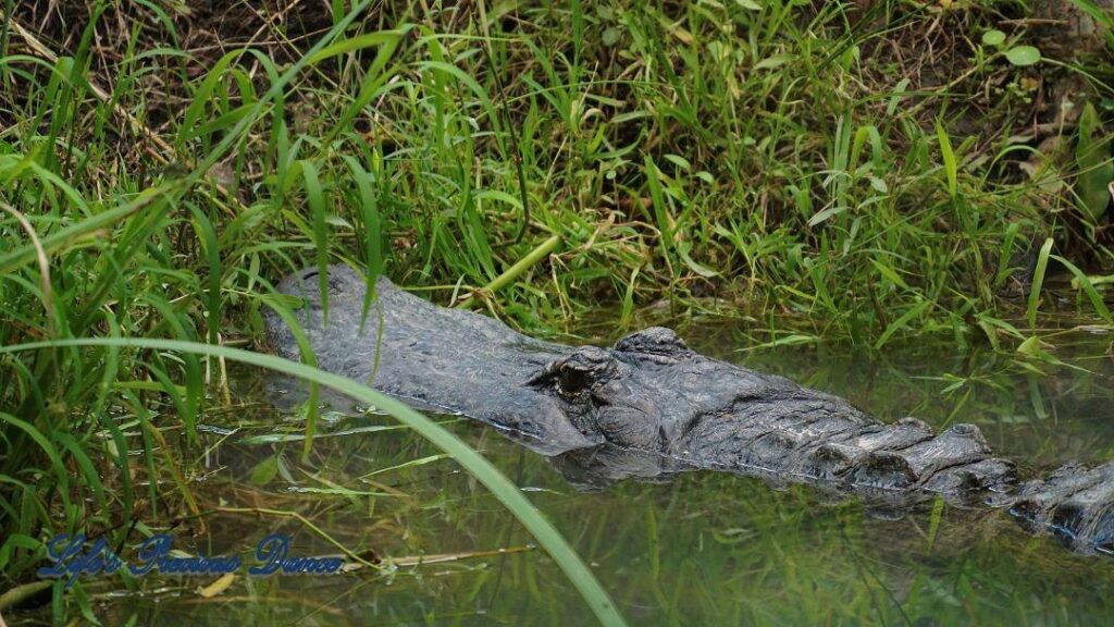 Alligator submerged in pond with head protruding from water.