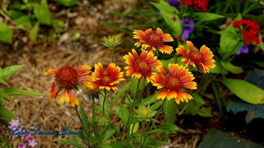 Multi colored wildflowers growing in a garden.