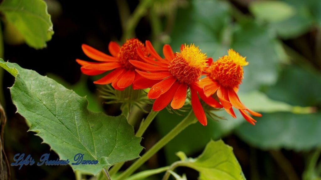 Red and yellow mexican flame vine in full bloom.