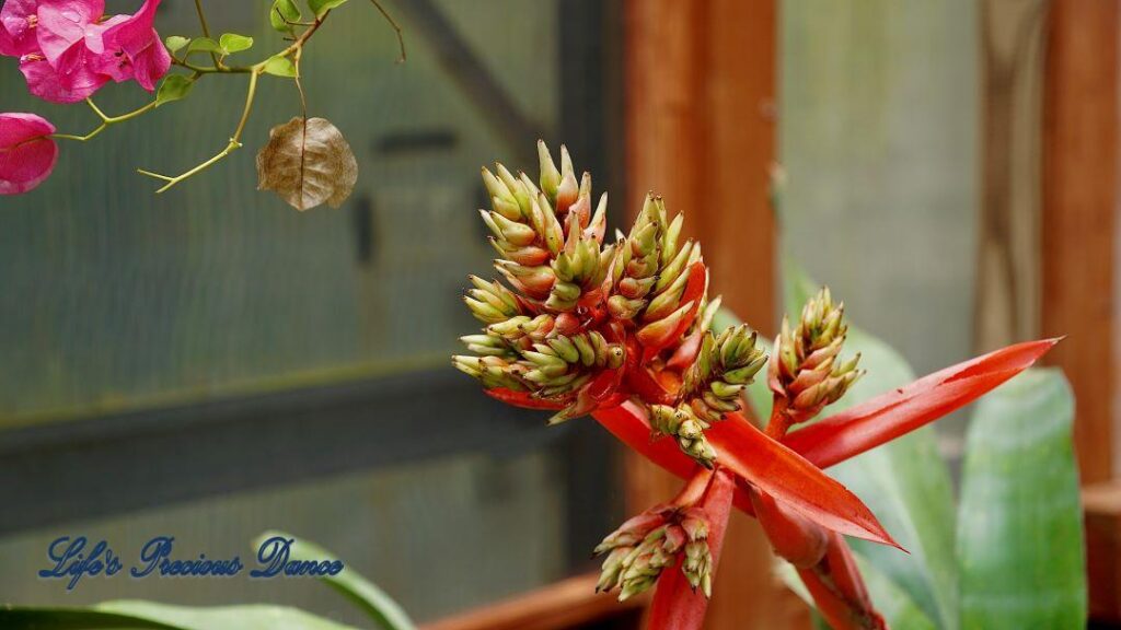 Silver Vase plant growing in a greenhouse