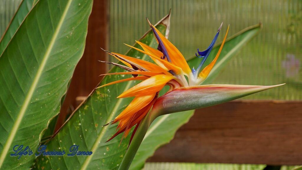 Colorful Bird of Paradise flower in bloom